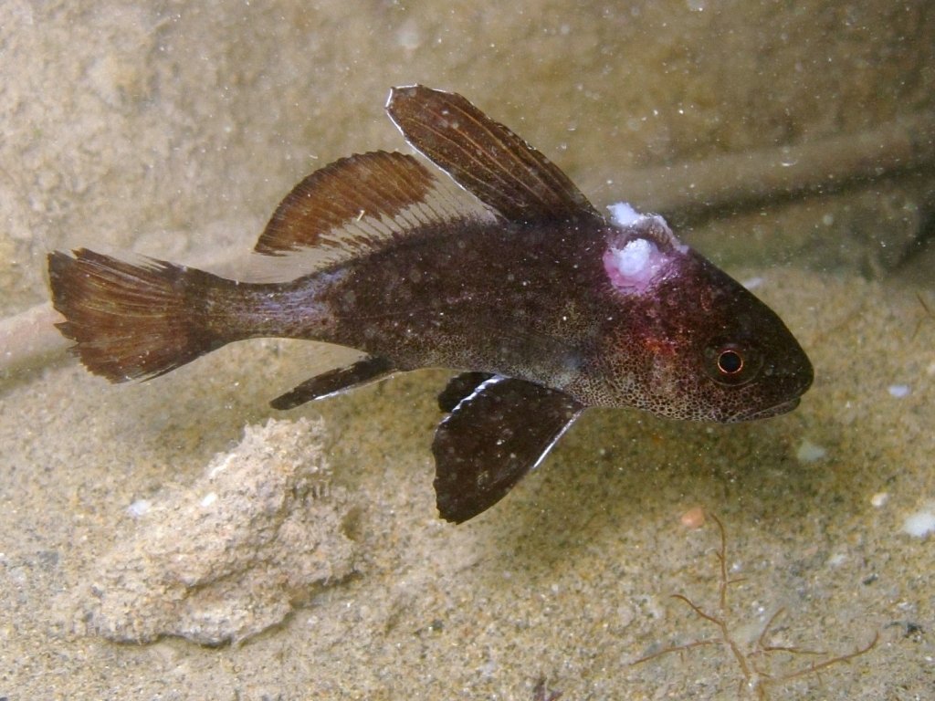 juvenile Sciaena umbra